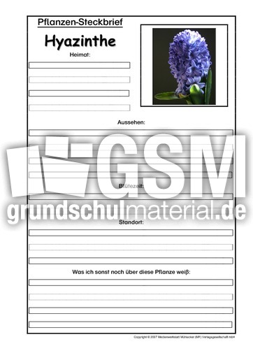 Pflanzensteckbrief-Hyazinthe.pdf
